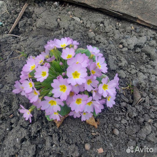 Цветы для сада