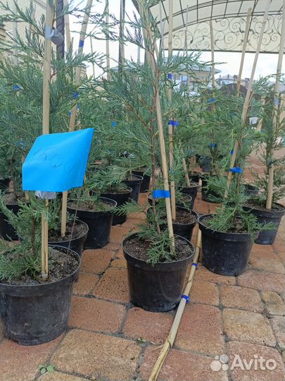 Купрессоципарис