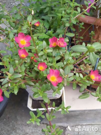 Портулак ампельный