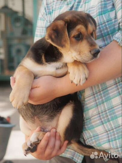 Щенок бигль метис в добрые руки