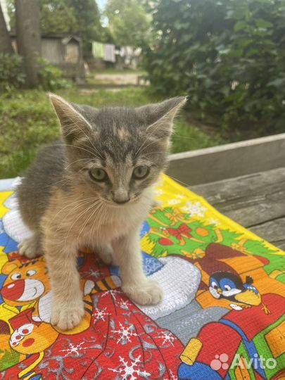 Ручная котодевочка 1,5 месяца