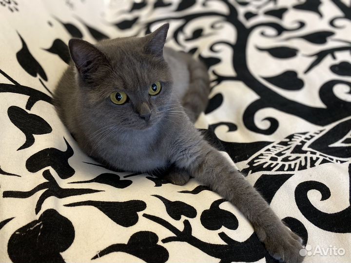 Отдам британку 1,5 года