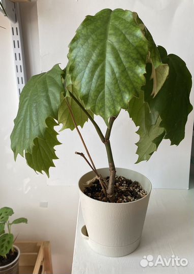 Тетрастигма вуанье