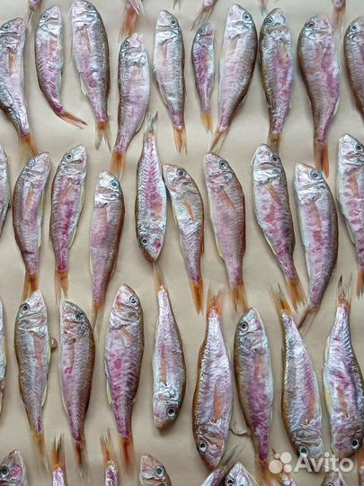 Вяленая рыба Барабуля Бычки Кефаль Сарган Ставрида