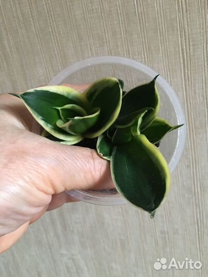 Сансевиерии коллекционные