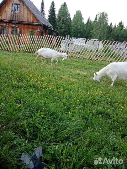 Зааненская дойная коза