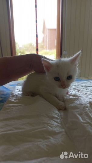Котенок