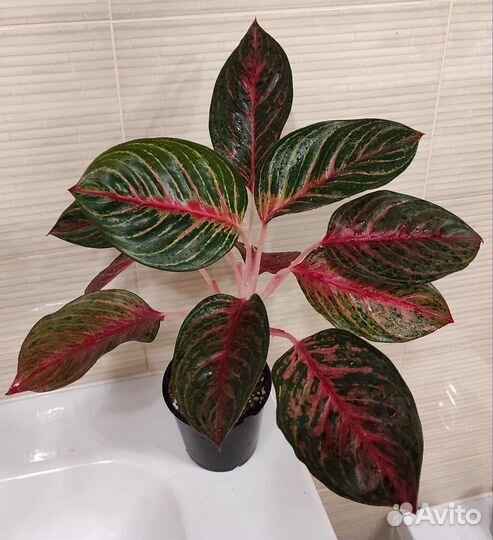 Аглаонемы в ассортименте