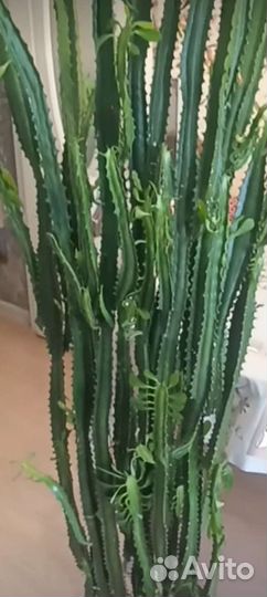 Офисные цветы. Цветы для офиса.Цветы напольные