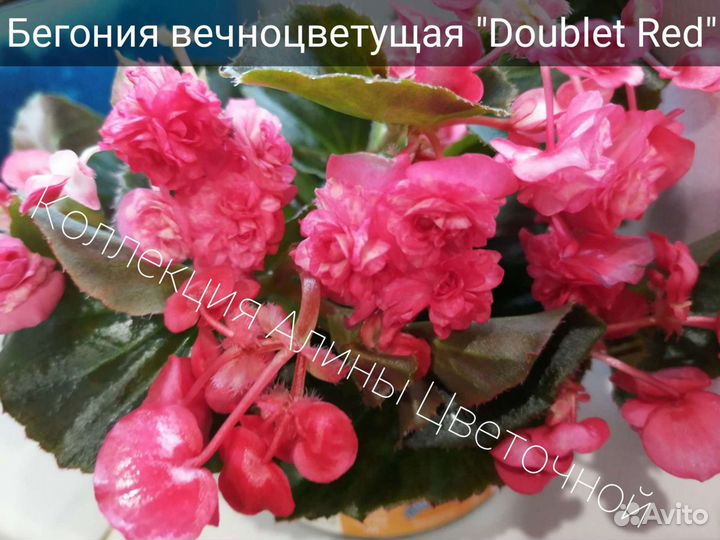 Бегонии вечноцветущие