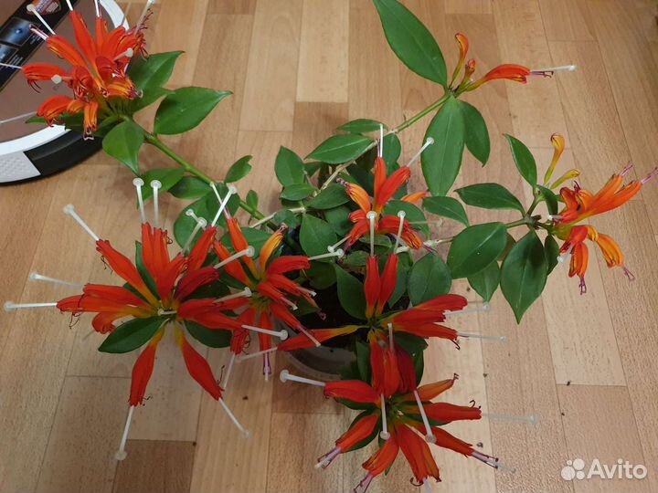 Эсхинантус