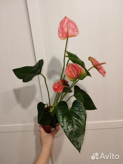 Антуриум розовый sweat dream