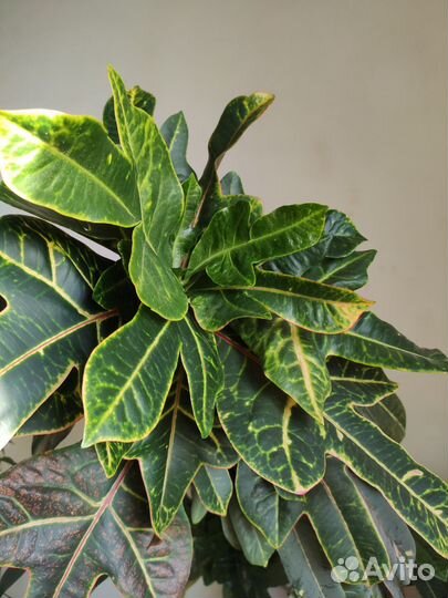 Кодиеум кротон