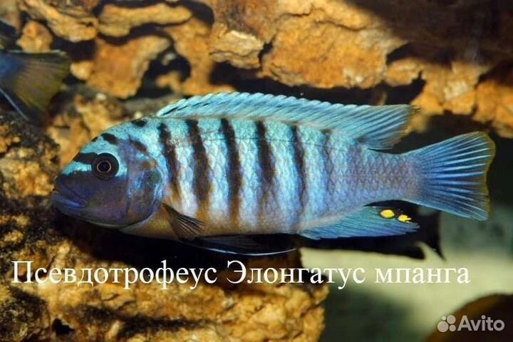 Африканские цихлиды -эндемики озер и корм