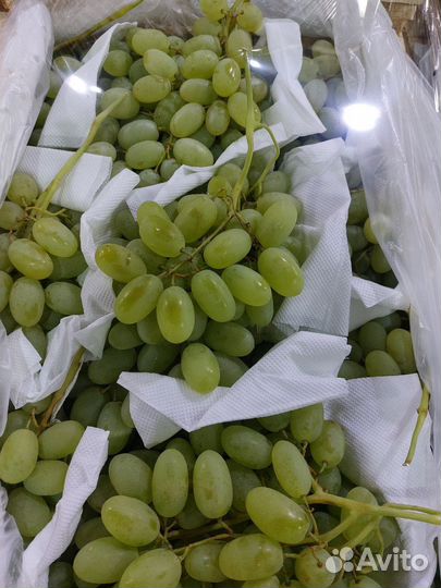 Виноград (Узбекистан)