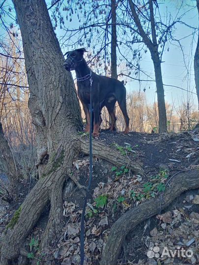 Доберман (вязка)