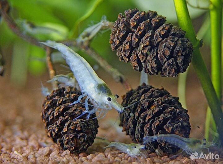 Шишки ольхи