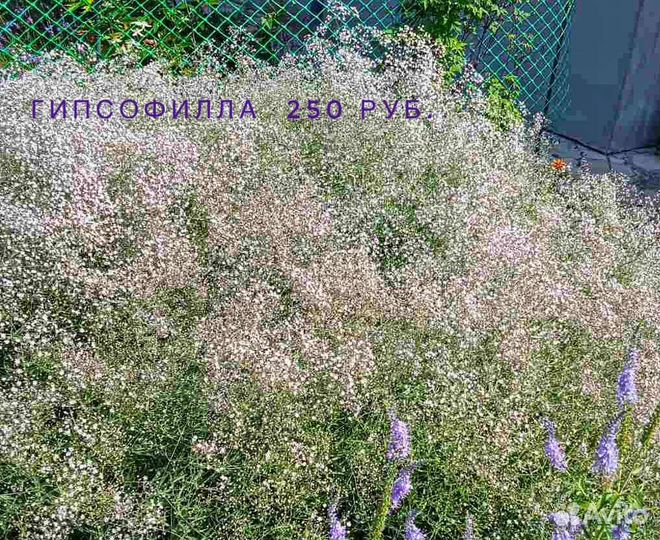 Многолетние цветы, кустарники, хвойники