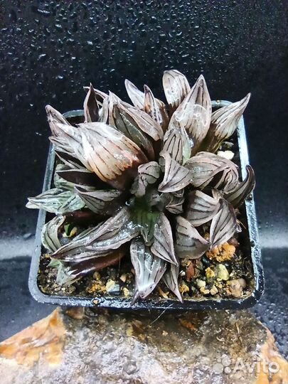 Хавортии в коллекцию