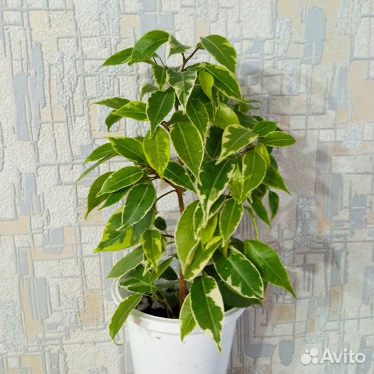 Фикусы Бенджамина