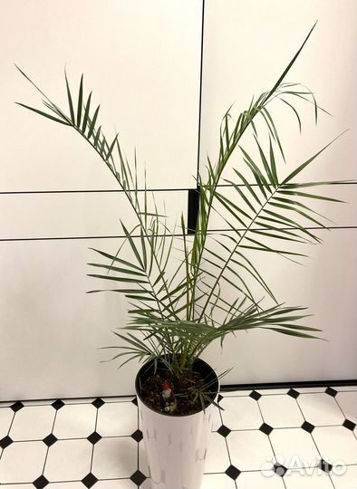 Пальмы : Хамеропс, Финик Канарский. Фикус Лирата