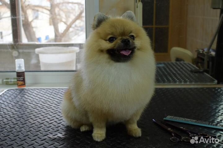 Померанский мини шпиц вязка