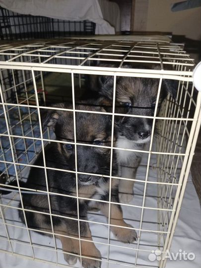 Человек с сердцем где ты щенки овчаристого типа