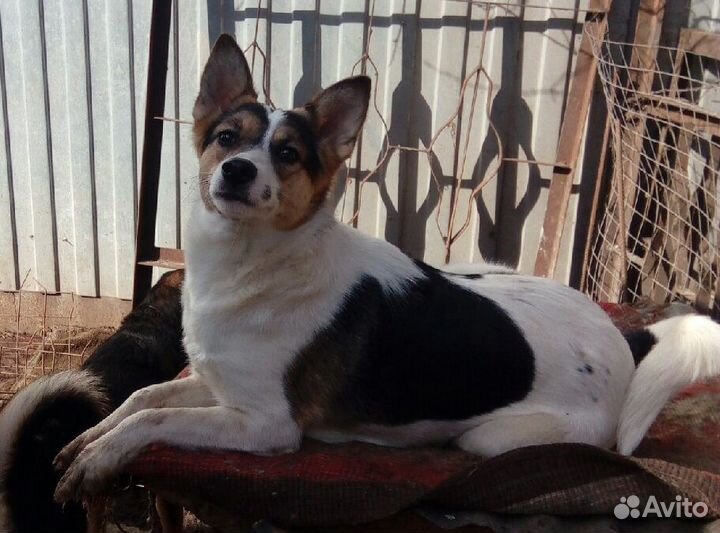 Нужен дом и семья собачке Исти