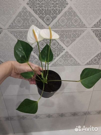 Антуриум Элидо