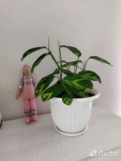 Калатея ктенанта