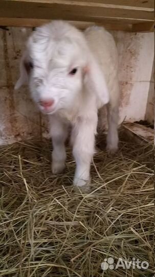 Продаем козлят и коз зааненских и альпийских