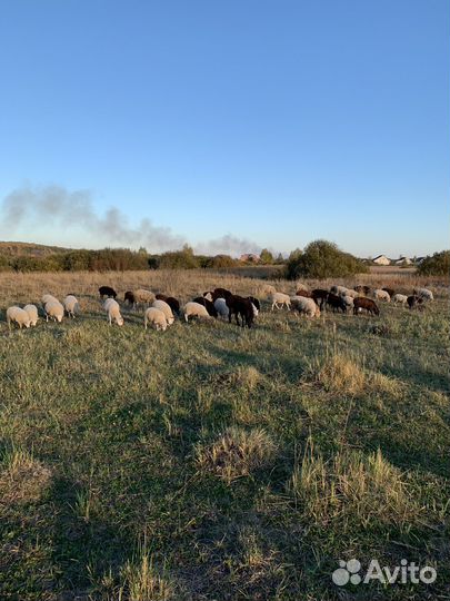 Ярочки, бараны, тексель голландский
