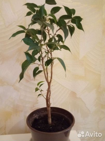 Фикус бенджамина