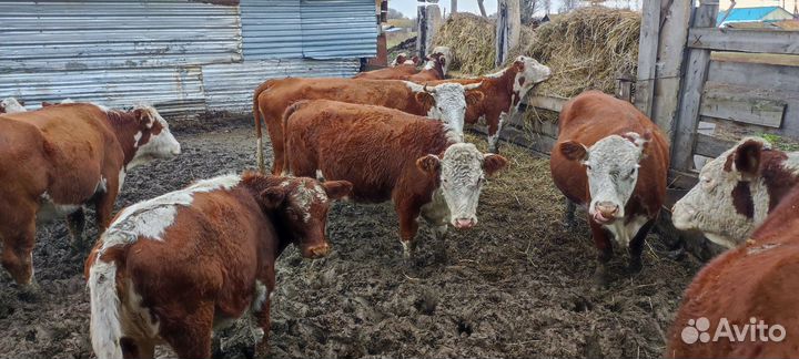 Бычки, тëлочки, коровы