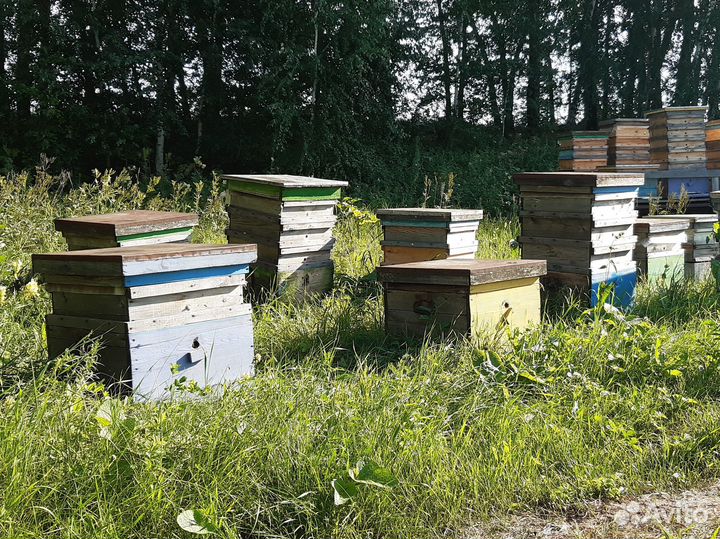 Мед Алтайский Свежий 2023г