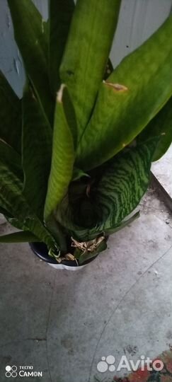 Сансиеверия