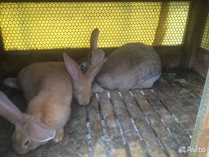 Кролики ризен немецкий великан