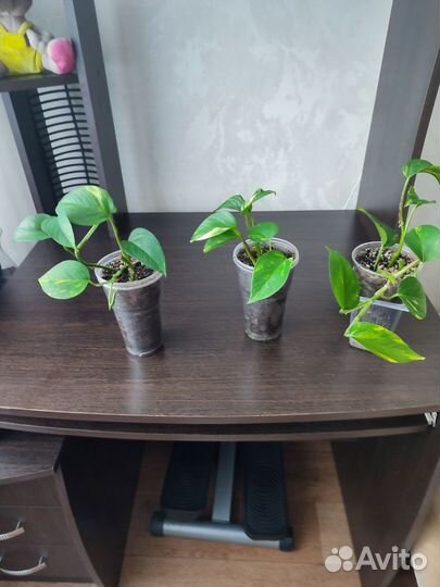 Сциндапсус лиана