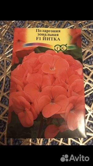 Молодое растение пеларгонии /герани