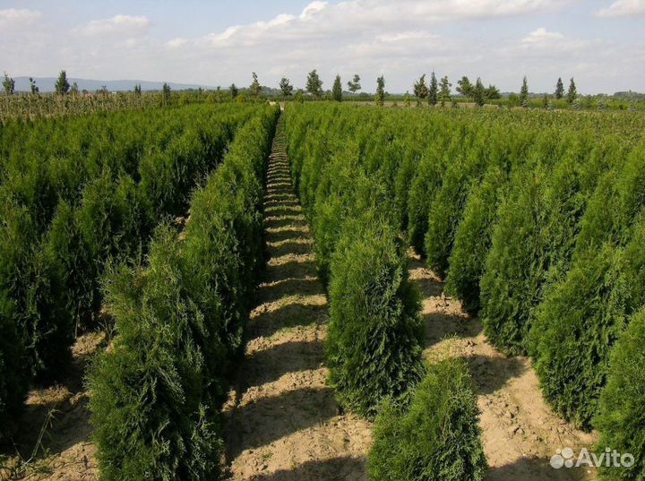 Туя Смарагд, Колумна, Брабант - опт