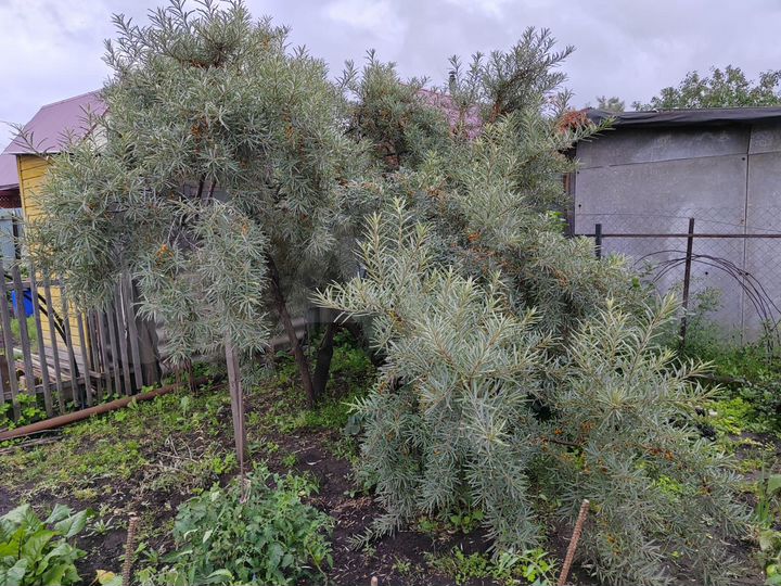 Дача 20 м² на участке 4 сот.