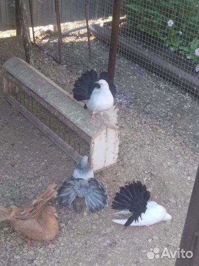 Продам голубей