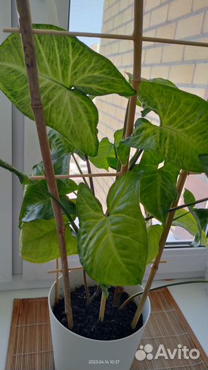 Продам цветы комнатные