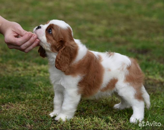 Кавалер кинг чарльз спаниель