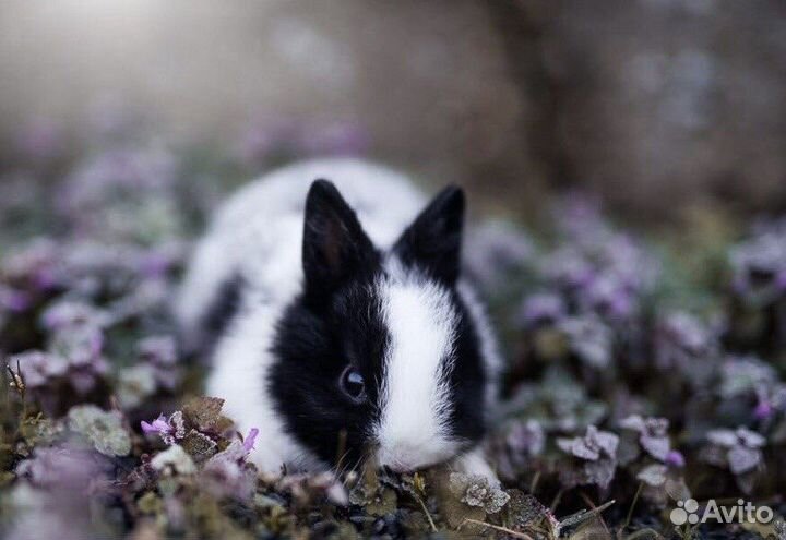 Кролики mini Самый Большой Выбор