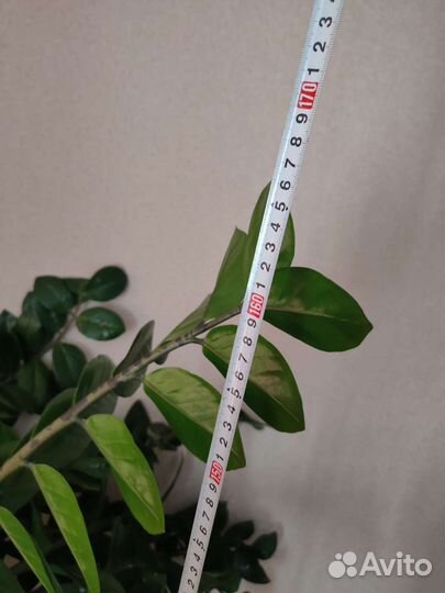 Замиокулькас