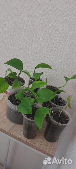 Толстянка,сциндапсус комнатные цветы
