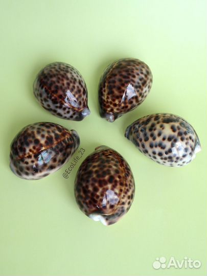 Морские натуральные ракушки Ципрея Тигрис