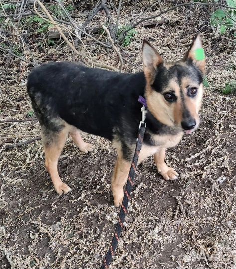 Собака грустит в приюте