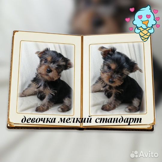 Йоркширский терьер щенки